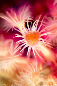 Dream sea flower (No PS) by Pietro Cremone 